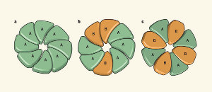 Evolution of complexity in a protein ring ©Nature